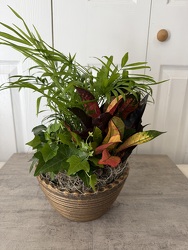 Ceramic Dish Garden 8 Inch from Aladdin's Floral in Idaho Falls